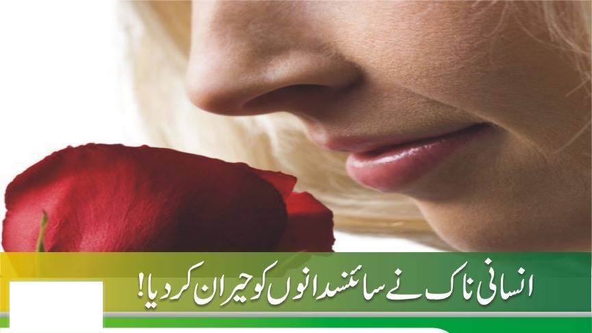 انسانی ناک کی پیچیدگی نے سائنس دانوں کو حیران کردی
